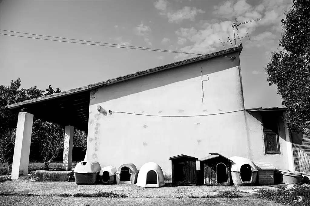 Scatto tratto dal reportage fotografico realizzato da Alessandro Catinella presso il canile di Cecina, Oasi del cane e del gatto per il progetto nazionale sul volontariato Tanti per Tutti organizzato dalla Federazione Italiana Associazioni Fotografiche nel 2015/2016.